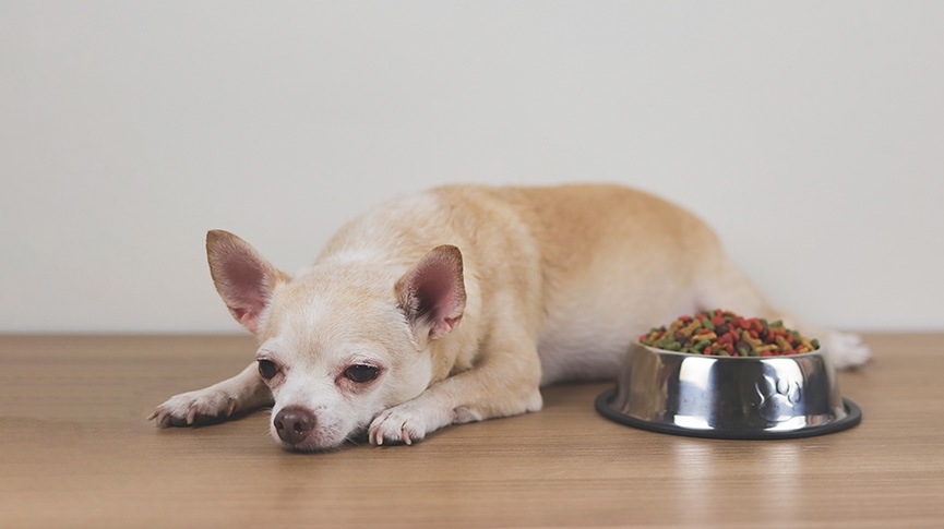 狗腎病原因及症狀-拆解狗狗急性-慢性腎衰竭-如何診斷和照顧